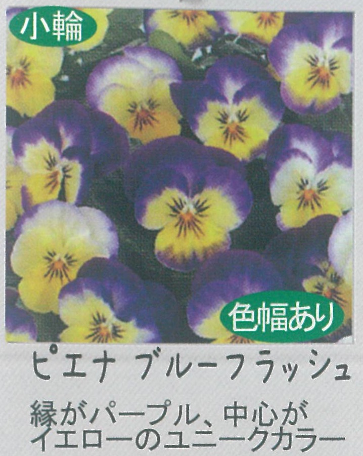 【先行予約商品】【産直】【送料1/2】ビオラ　ピエナブルーフラッシュ　3.5号24入
